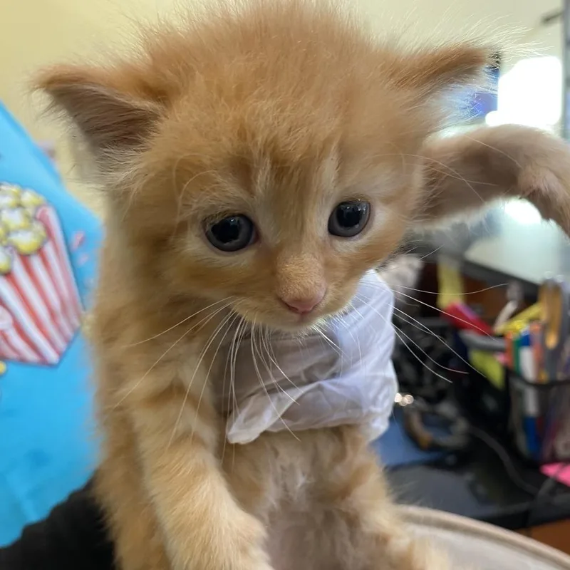 A baby small-sized male Orange / Red Domestic Short Hair cat named Ron for adoption in Lynchburg, VA