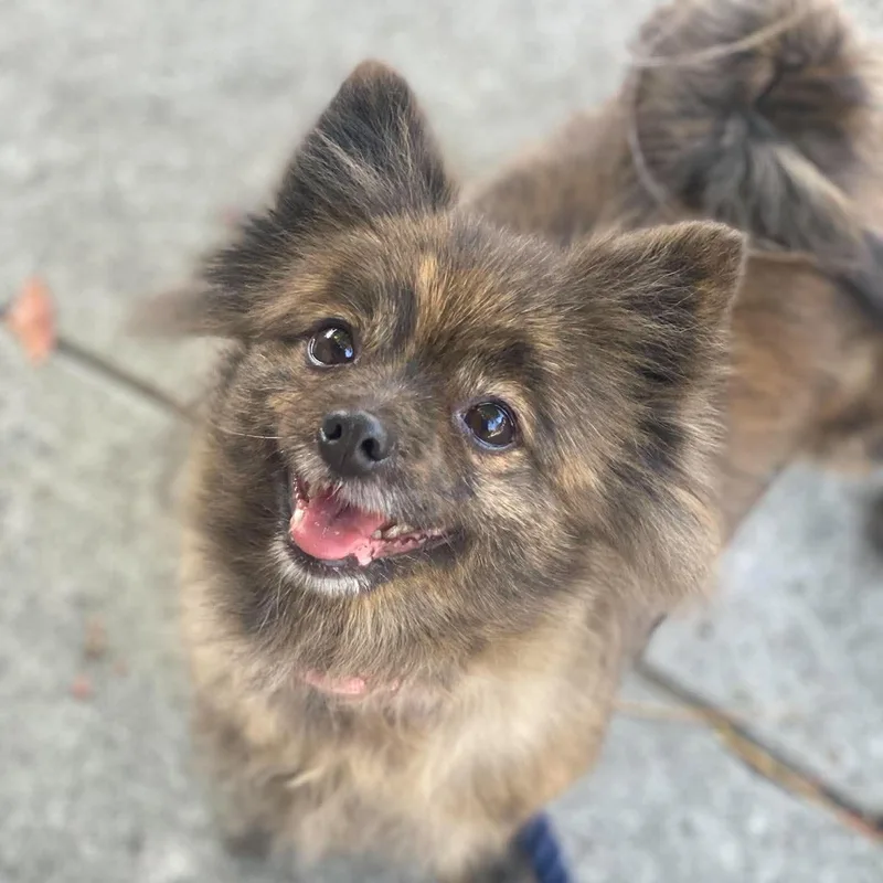 An adult small-sized female Pomeranian dog named Banana for adoption in San Francisco, CA
