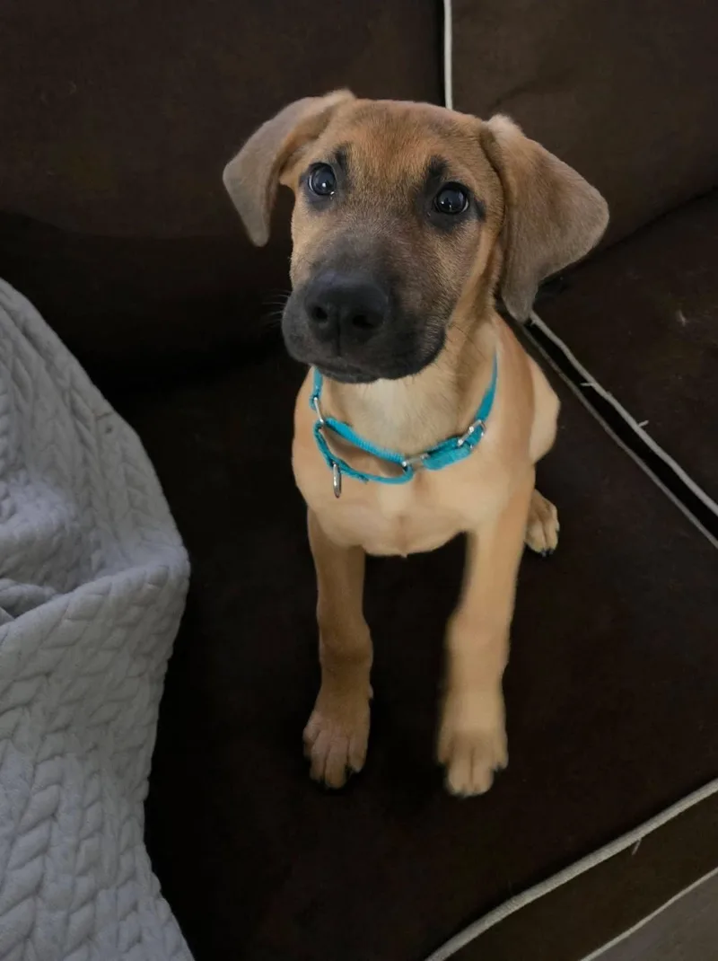 A baby medium-sized female Black Mouth Cur dog named Lillie for adoption in Allentown, PA