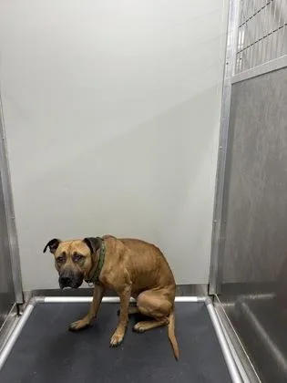 An adult medium-sized male Mixed Breed dog named Bruce for adoption in West Chester, PA