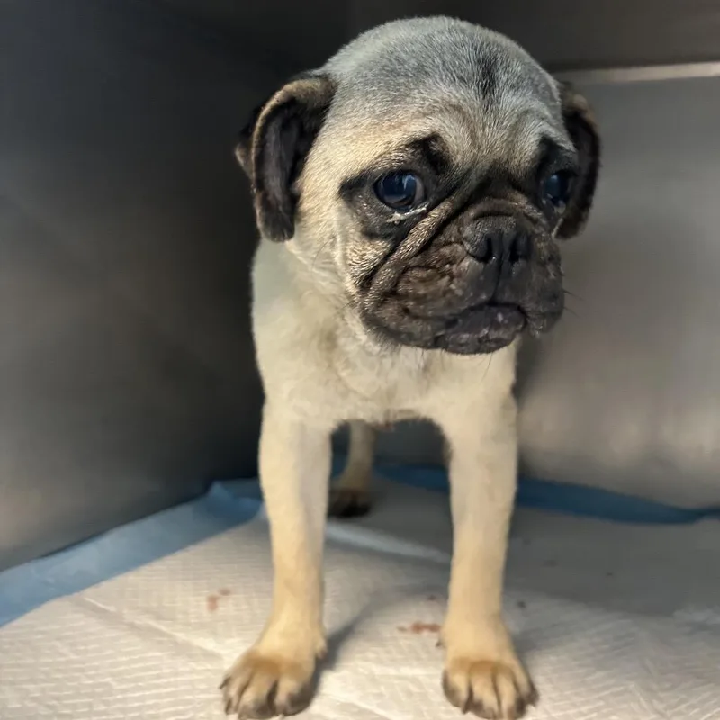 An adult small-sized male Yellow / Tan / Blond / Fawn Mixed Breed dog named Reginald Aka Reggie for adoption in Leander, TX