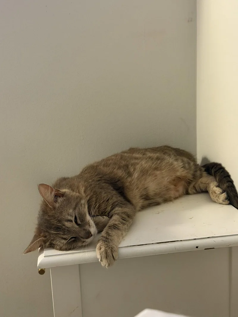 An adult small-sized female Domestic Short Hair cat named Junie for adoption in Mount Pleasant, SC