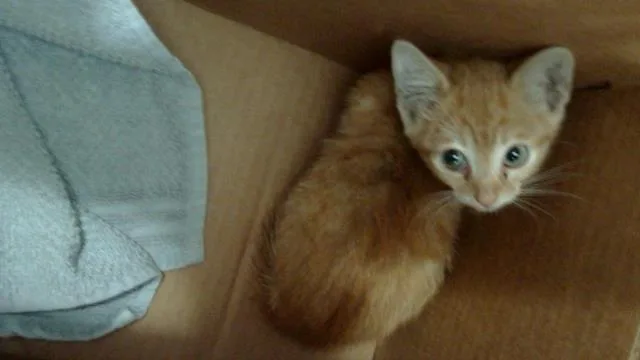 A baby medium-sized male Domestic Short Hair cat named Alastor for adoption in Dallas, TX
