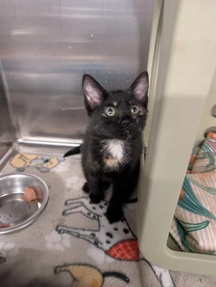 A baby small-sized female Domestic Short Hair cat named Ziggie for adoption in Lafayette, IN