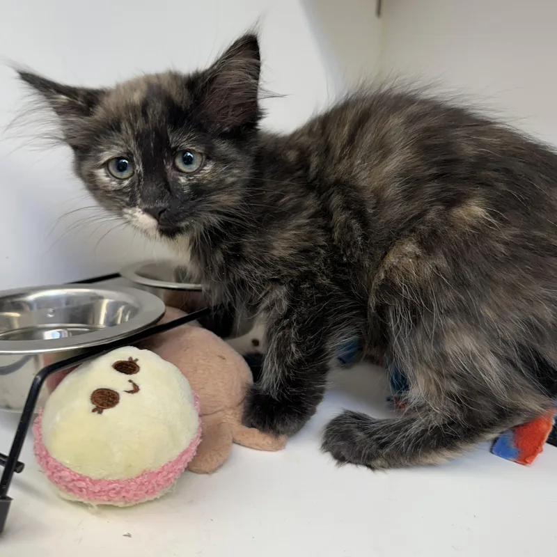 A baby medium-sized female Tabby (Brown / Chocolate) Domestic Short Hair cat named Gracie for adoption in Manassas, VA