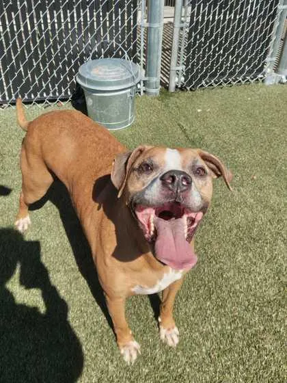 An adult large-sized male Mixed Breed dog named Finn for adoption in Lafayette, IN