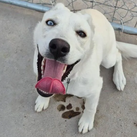A young medium-sized female White / Cream Siberian Husky dog named Abby for adoption in Midland, TX
