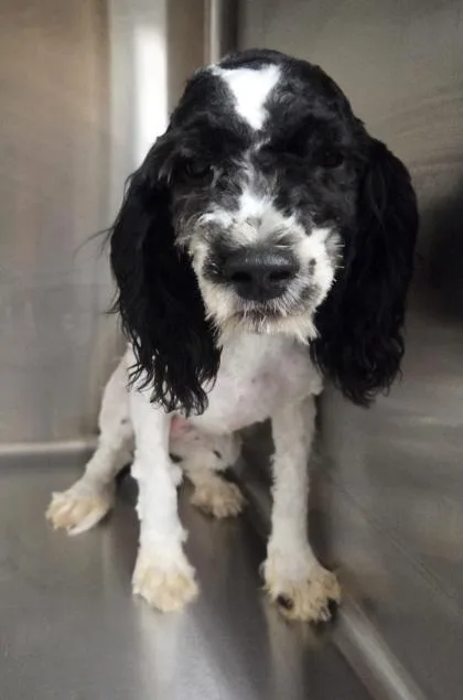 A baby small-sized female Cavalier King Charles Spaniel dog named Bailey for adoption in Kinzers , PA