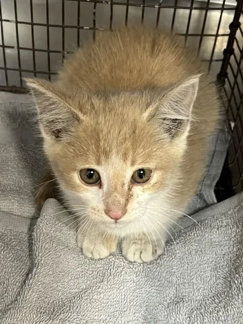 A baby small-sized male Domestic Short Hair cat named Biscut for adoption in San Bernardino, CA