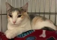 Polly thumbnail 3