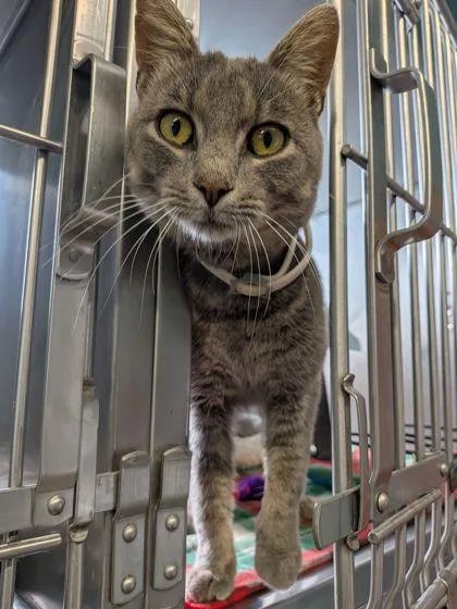 An adult medium-sized male Domestic Short Hair cat named Bagheera for adoption in Shawano, WI