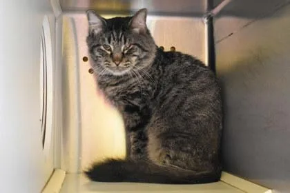 An adult medium-sized male Domestic Medium Hair cat named Mowgli for adoption in Kansas City, MO