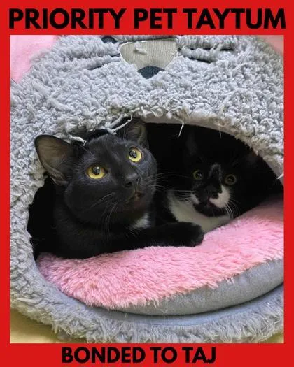 Taytum  `a Priority thumbnail 2