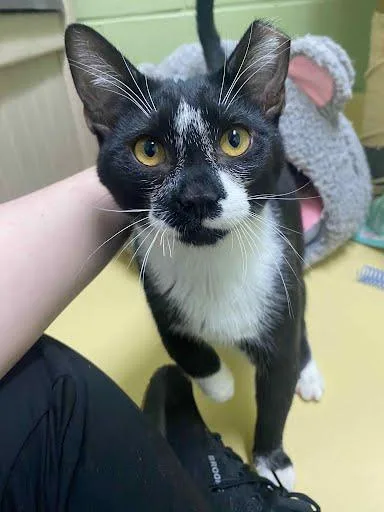 Taytum  `a Priority thumbnail 3