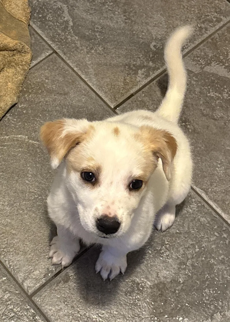 A baby medium-sized male White / Cream Australian Cattle Dog / Blue Heeler dog named Auggie Doggie for adoption in Whitestown, IN