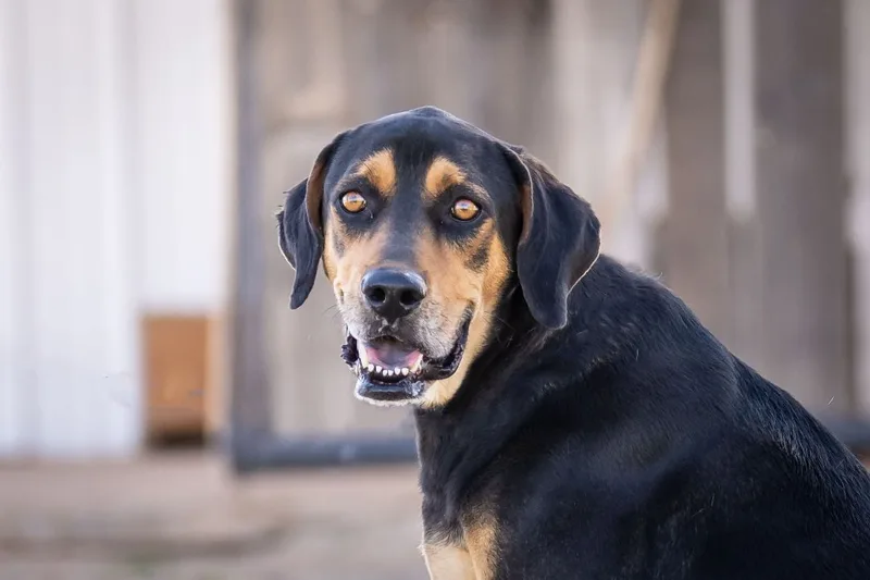 An adult large-sized male Black Hound dog named Andy for adoption in Pearce, AZ