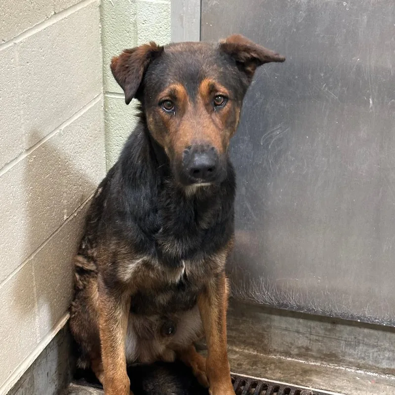 An adult large-sized male Black German Shepherd Dog dog named Chester for adoption in Upland, CA