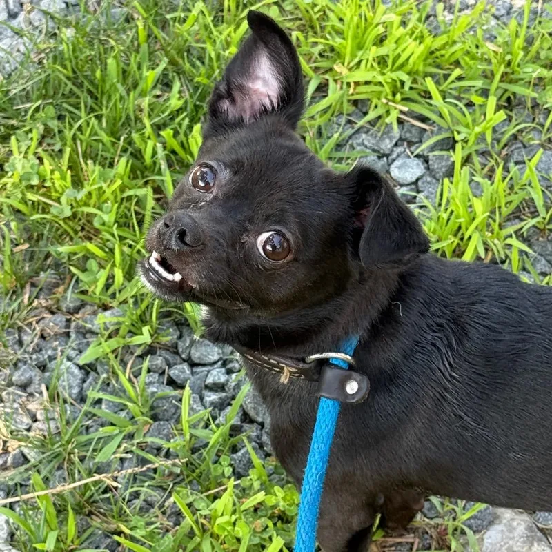 An adult small-sized male Black Chihuahua dog named MONTStray for adoption in Perkiomenville, PA
