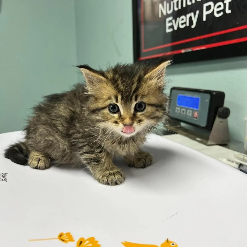 A baby small-sized male Brown / Chocolate Domestic Long Hair cat named Bandit for adoption in Edwardsville, IL