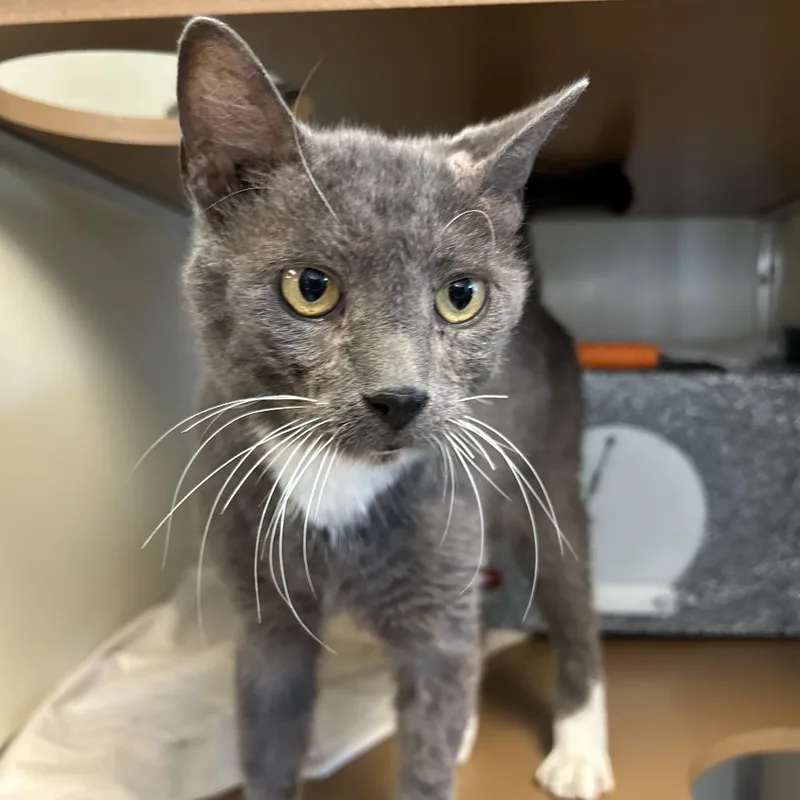 A senior large-sized male Gray / Blue / Silver Domestic Short Hair cat named Franklin for adoption in Birdsboro, PA