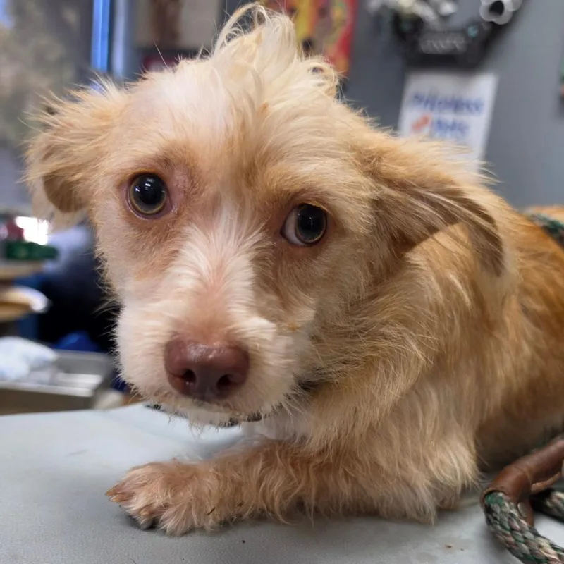 A young small-sized male Terrier dog named Sweeney Chino Hills for adoption in Chino Hills, CA