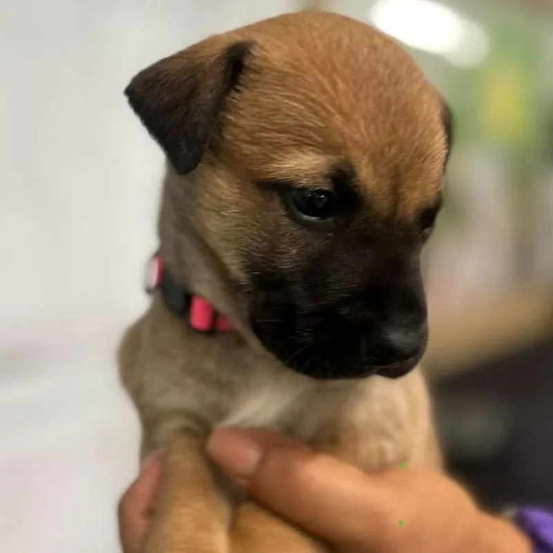 A baby small-sized female Brown / Chocolate German Shepherd Dog dog named Florence for adoption in Tampa, FL