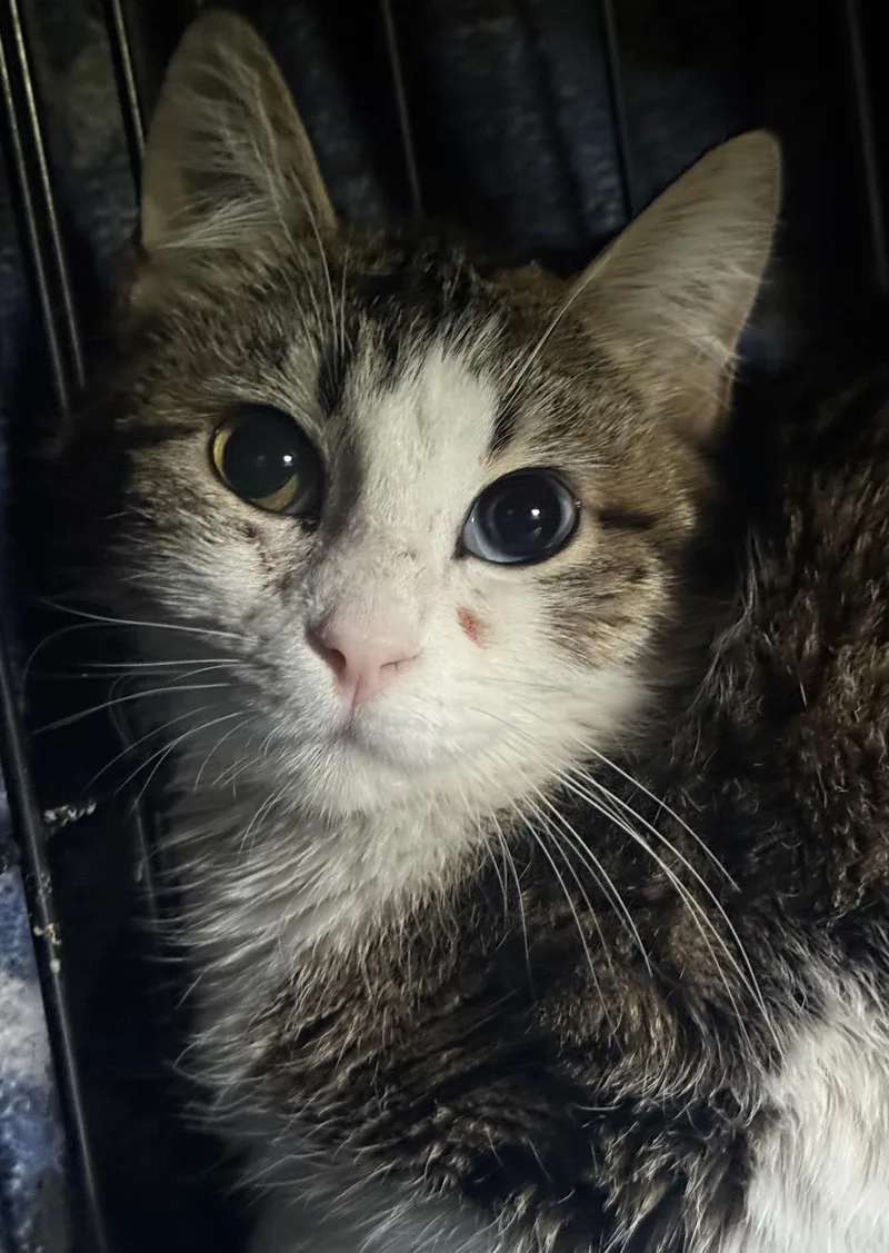 Penelope Meadows thumbnail 2