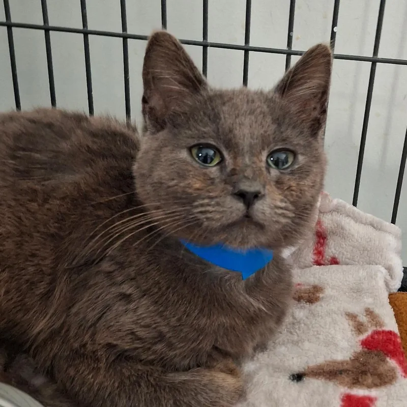A baby small-sized male Gray / Blue / Silver Domestic Short Hair cat named Kaiser for adoption in Lakeland, FL