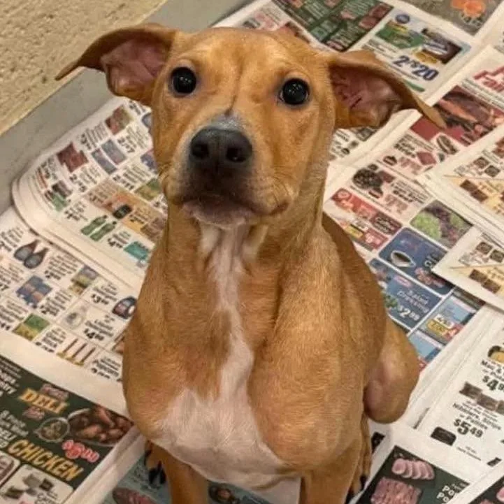 A young medium-sized male Yellow / Tan / Blond / Fawn Terrier dog named Ash for adoption in Washington, DC