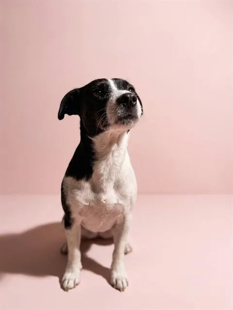 A young small-sized female Mixed Breed dog named Fairlady for adoption in Jacksonville, FL