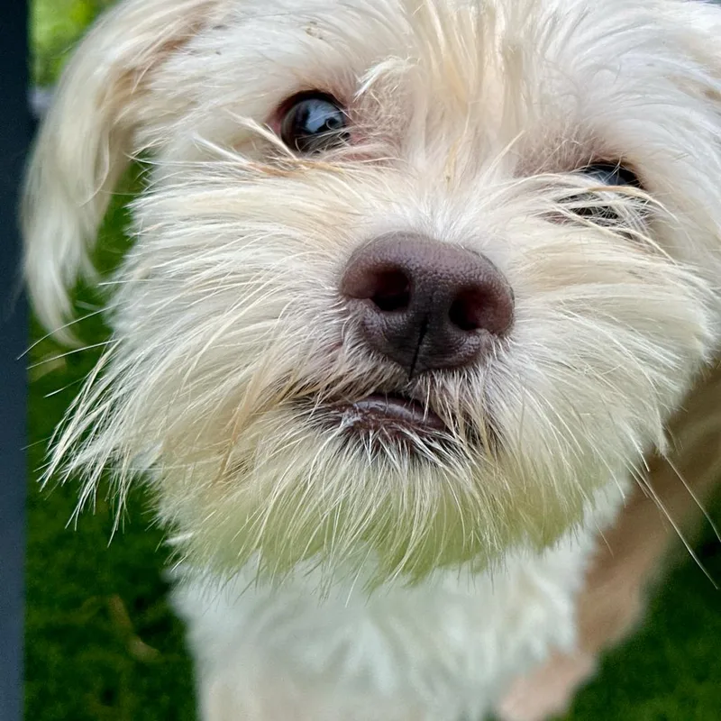 A young small-sized male Yellow / Tan / Blond / Fawn Mixed Breed dog named Charlie for adoption in Matteson, IL