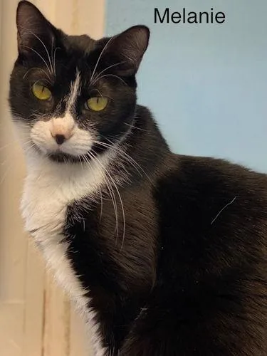 Melanie  Center thumbnail 3