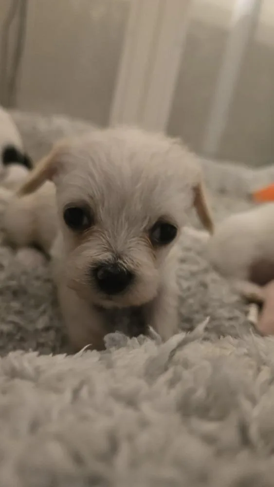 A baby small-sized female Terrier dog named Purp for adoption in Pacifica, CA