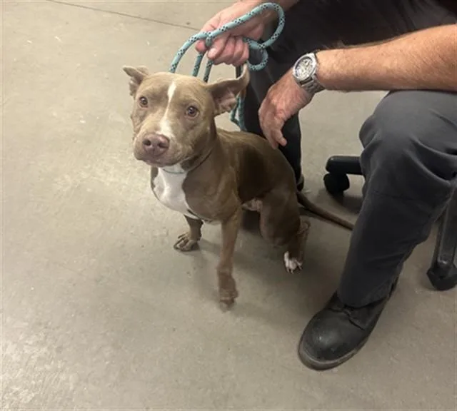 A young large-sized female Pit Bull Terrier dog named Agatha for adoption in Phoenix, AZ