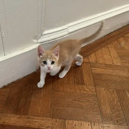 A baby small-sized male Buff / Tan / Fawn Domestic Short Hair cat named Grouch for adoption in Baltimore, MD