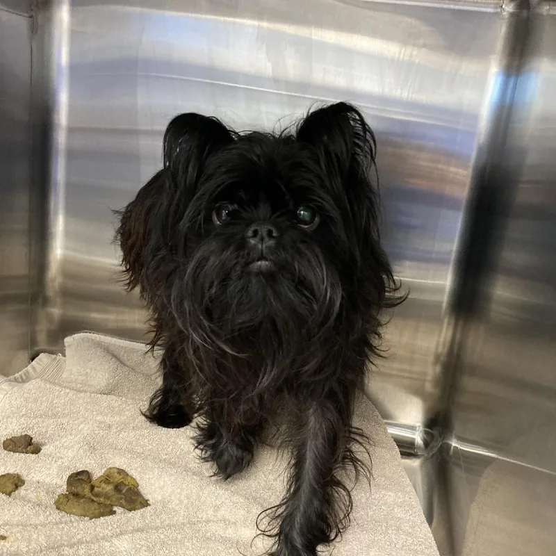 A young small-sized male Black Brussels Griffon dog named Beckham for adoption in Blue Ridge, GA