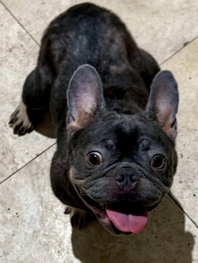 Pepper Purebred French Bulldog