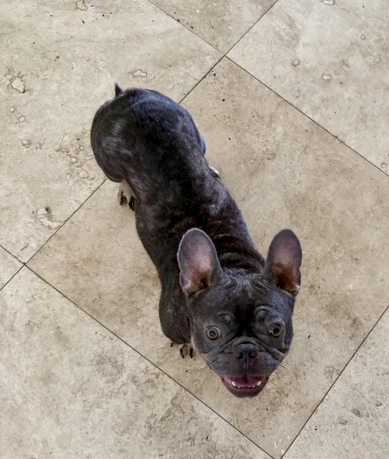 Pepper Purebred French Bulldog thumbnail 2