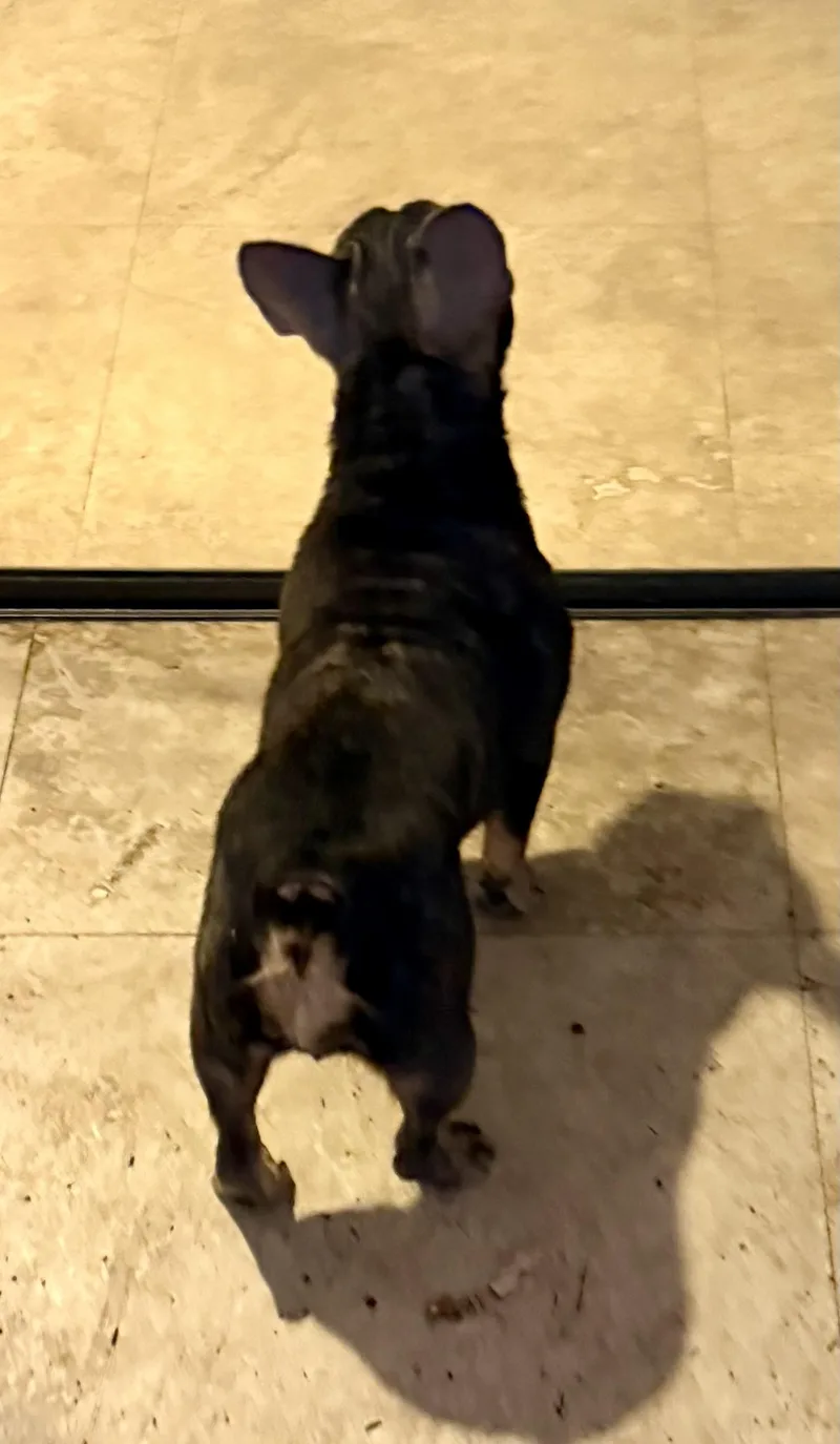 Pepper Purebred French Bulldog thumbnail 3