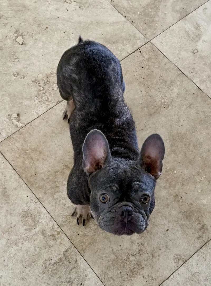Pepper Purebred French Bulldog thumbnail 4