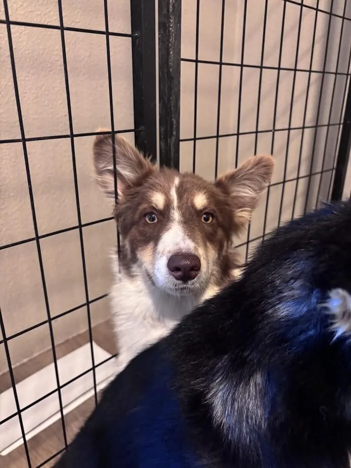A young medium-sized male Husky dog named Stetson for adoption in renton, WA
