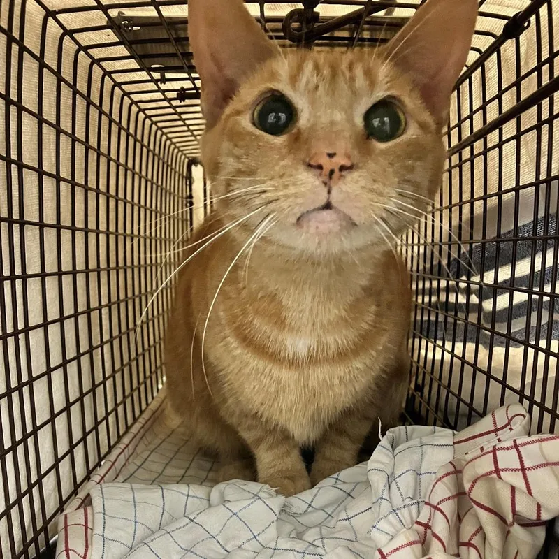 An adult medium-sized male Orange / Red Domestic Short Hair cat named Ray for adoption in Las Cruces, NM