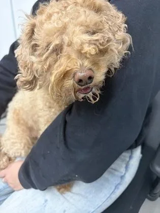 An adult small-sized male Poodle dog named Luca for adoption in West Chester, PA
