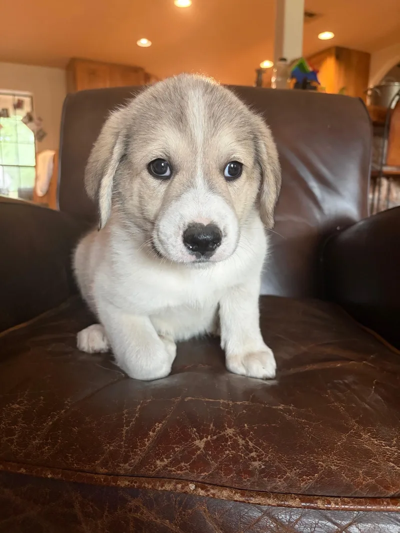 A baby large-sized female Great Pyrenees dog named Belle Atx for adoption in Quinlan, TX