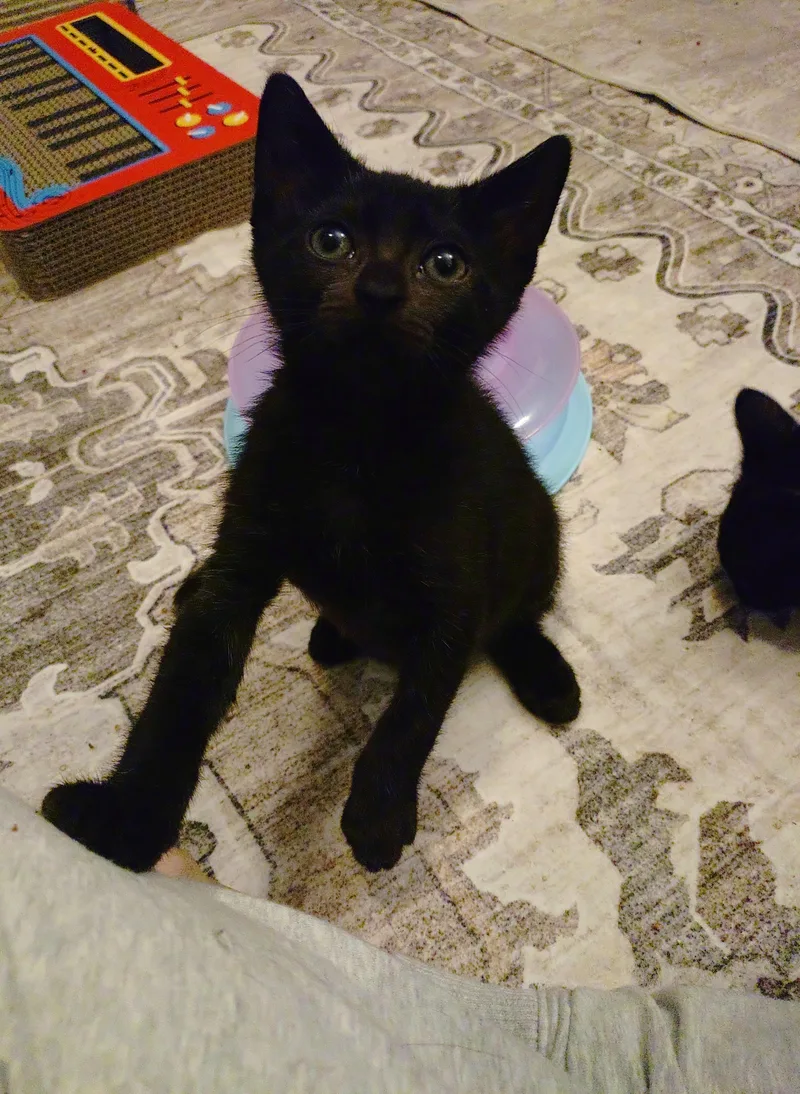 Tutti