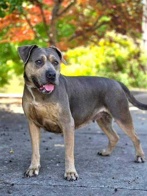 An adult medium-sized female Pit Bull Terrier dog named Madea for adoption in Statesville, NC