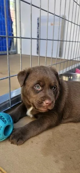 A baby small-sized male Labrador Retriever dog named Professor Snape for adoption in Cleveland, TN