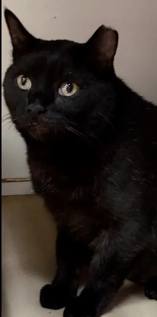 An adult medium-sized female Black Domestic Short Hair cat named Chantelle for adoption in Harpers Ferry, WV