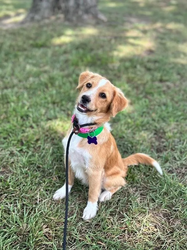 A baby small-sized female Golden Retriever dog named Daisy for adoption in Aiken, SC
