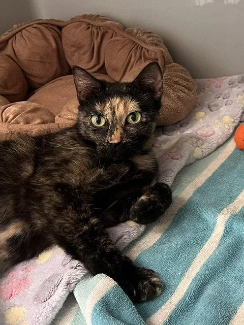An adult small-sized female Domestic Short Hair cat named Boo for adoption in Webster, WI